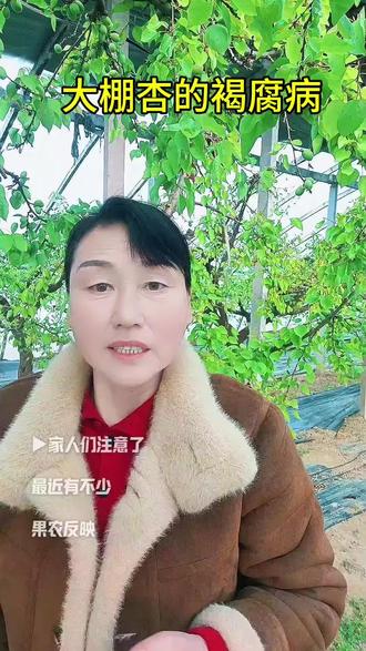 抖音助农,果树管理,对大棚杏的褐腐病怎么来防治。