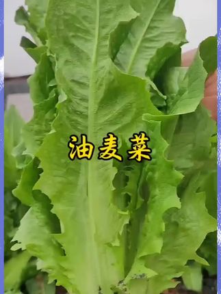 四季可种的甜脆油麦菜,厂价直销,保质保量,盆栽地栽#油麦菜种子#农业种植 #蔬菜种植