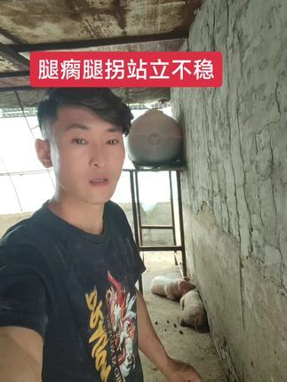 #养殖户注意了 连雨天气圈舍里潮湿#就会导致猪牛羊出现腿瘸腿拐的#
