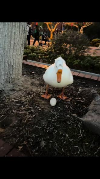 我出不去商丘工学院,你带着我的蛋走吧
#鹅鸭杀#布谷鸟