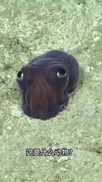 这是什么神奇动物?#动物 #科普一下