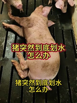 猪突然倒地划水?