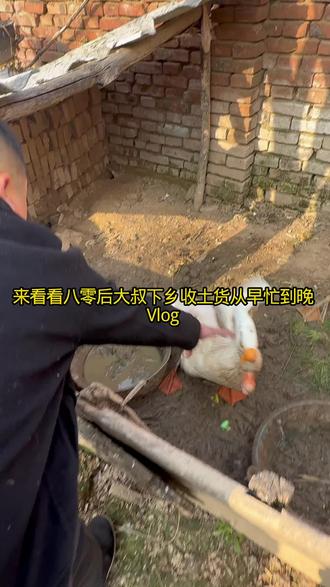 鸡寻草籽,鸭戏清波,鹅鸣唤醒晨光。柴门半掩风柔,三餐有味无忧,人间烟火最是寻常#农村生活 #下乡#老管#商丘#土大鹅