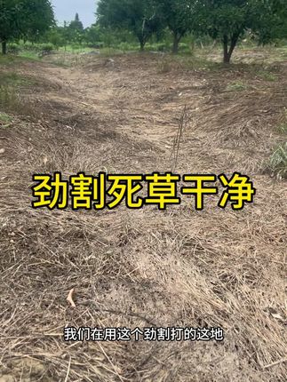 柑橘地,大家放心使用劲割!登记就是柑橘地,不伤土壤,不伤柑橘根系!#三农 #柑橘#劲割#果园除草#抖音