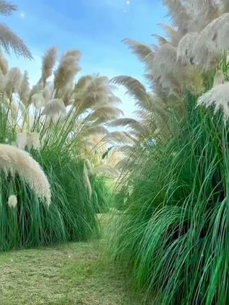 小学必背文学百科常识都集中在这本书里了#学霸秘籍  #教辅推荐  #小学语文