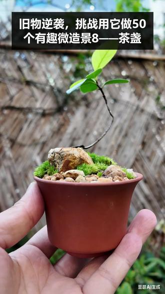 旧物逆袭,挑战用它DIY50个微造景8 #手工#旧物改造 #茶具 #野采 #盆景
茶盏微景观DIY小贴士 ��✨
1️⃣ 底部不打孔?可以,但记得每次少浇点水,避免积水哦
2️⃣ 苔藍养护要用纯净水喷壶,自来水会影响生长
3️⃣ 石头选自己喜欢的就好,大小搭配,前低后高
4️⃣ 小树苗推荐选木本的,带点弯曲造型会更生动。挖的时候多带土,根少就泡泡生根水。@山匠造景
