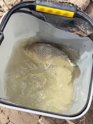 立漂传统钓双钩线组套装,到手即可钓鱼,无需复杂调漂,而且立漂遇到走水稳定性更好,喜欢的钓友千万不要错过!#免调漂线组套装 #立漂传统钓 #鱼线主线推荐 #线组套装