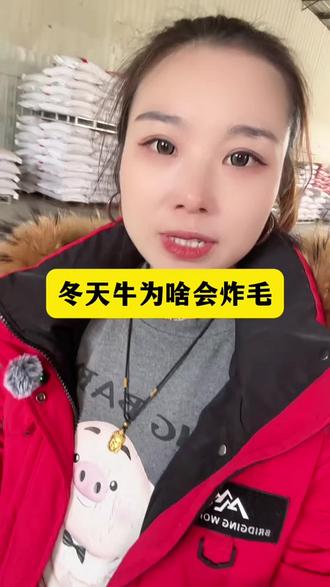冬天牛为啥会炸毛#牛羊养殖#养牛人#源头工厂 #育肥牛#热门