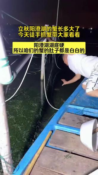 知道立秋,阳澄湖的蟹都长多大了嘛?今天带大家看一看,徒手抓蟹的功力。关于怎么选蟹,怎么挑蟹?可以关注仙姐哦~#水产#阳澄湖大闸蟹#大闸蟹#阳澄湖#蟹老板