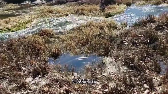 世界最大蛇绿森蚺水中躺尸引关注!!