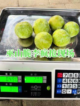 海拔1400米巫山脆李持续走货中,个头大,口感脆,味道甜!支持邮寄!
