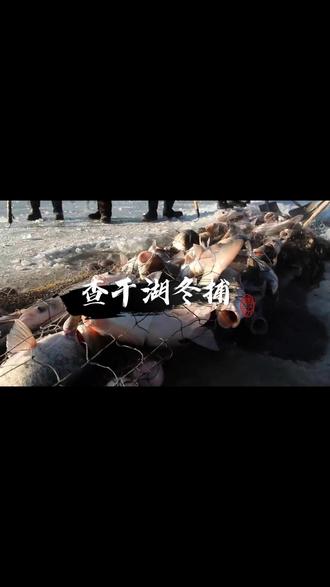 吉林查干湖冬捕,惊险刺激收获丰,全鱼宴开启团圆年!