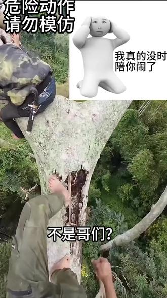 印尼采蜜人高空作业视角#满级人类 #危险动作请勿模仿