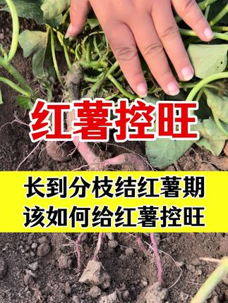 红薯控旺#红薯种植 #红薯控旺 #红薯控旺增产套餐 #红薯高产管理