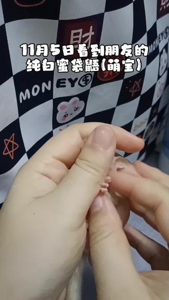家里来位小客人,出袋一个多月萌宝,养了两周从17克变现在25克#蜜袋鼯 #萌宠出道计划 #它真的好像个小宝宝