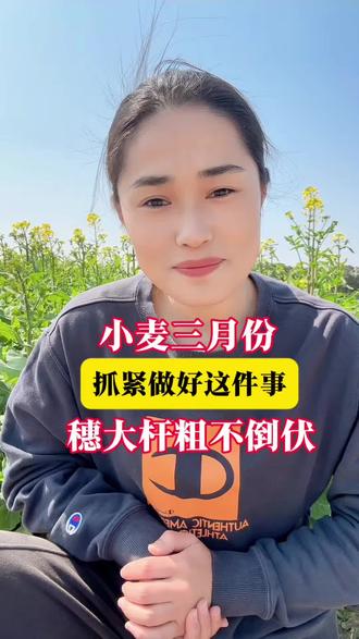 🤔3月份抓紧给小麦做好这件事,穗大杆壮不倒伏才能产量高#金赞不倒翁 #硅肥 #小麦种植 #小麦高产技术 #小麦抗倒伏