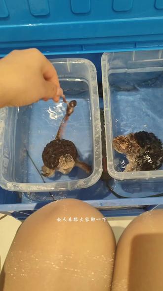 小鹌鹑高蛋白营养密度极高,还含有充足钙质,投喂给佛鳄龟可以高效补充所需营养,完美适配生长需求,可以很好促进体态发育与体质增强。#乌龟 #养龟日记 #佛鳄龟如何饲养 #养龟日常分享