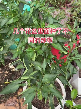#农业种植 #樟树港辣椒苗 #螺丝椒苗