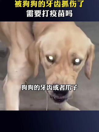#科学养宠攻略 #狂犬疫苗 #养狗经验分享