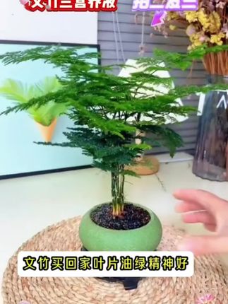 刚买回家的文竹绿油油的,特别漂亮。#文竹 #绿植 #养护小知识 #花卉绿植 #好物推荐