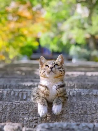 猫咪生骨肉主食冻干猫粮 #平价猫粮 #猫粮