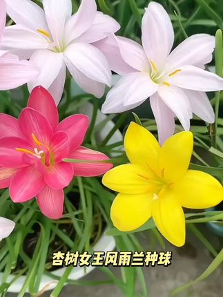 杏树女王风雨兰种球耐热耐寒【特价】种植清香型四季开重瓣阳台盆栽