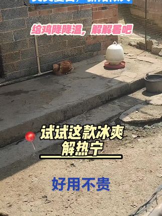 #养鸡 #养鸡人#家禽养殖#三农养殖#养鸡鸭鹅鸽