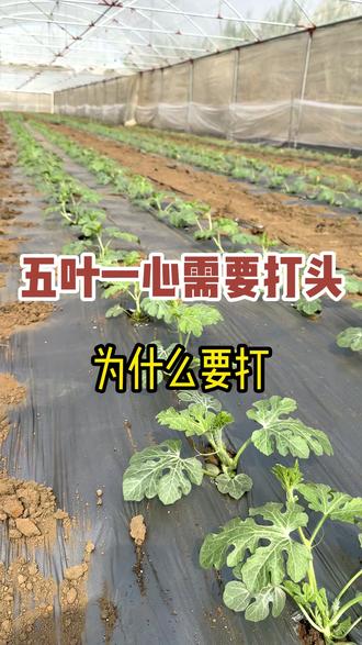 为什么五叶一心必须掐头,一条视频告诉你原因。 #瓜部落 #西瓜打头 #西瓜管理