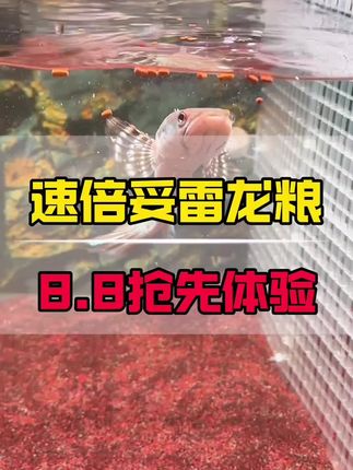 专业做雷龙粮的速倍妥,养雷龙的一定要知道一下,根据不同色系的雷龙打造专属适合的饲料,今天尝鲜装只需8.8元。#速倍妥 #雷龙饲料 #雷龙鱼粮 #雷龙鱼怎么养 #雷龙鱼