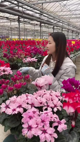 过年家里添点色彩!仙客来花开正艳,包邮退货无忧