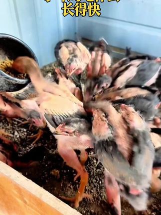 小斗鸡吃什么长得快#斗鸡文化 #斗鸡养殖 #斗鸡爱好者