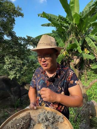 叶下珠+茵陈+垂盆草、知道可以干嘛用的吗? #植物科普 #潮汕人 #潮汕话 #你见过这种植物吗 #三农