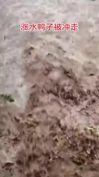 涨水鸭子被冲走#暴雨过后 #暴雨 #自然灾害