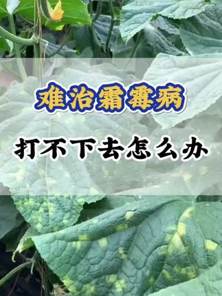 难治霜霉病,一招教您解决#霜霉病 #黄瓜病害