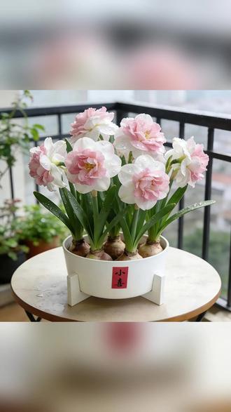 【新品耐寒】水仙花水培花卉四季开花好养室内浓香型绿植懒人好养 #养花日常 #年宵花 #水仙花 #养花 #绿植