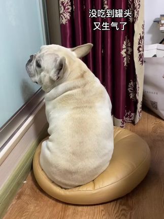 今天没吃到罐头又生气了~#法国斗牛犬