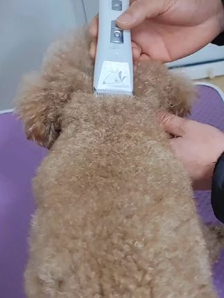 宠物店用的同款电推,顺畅不卡毛,泰迪比熊萨摩金毛中大型犬猫咪都可以用。#宠物美容#泰迪#萌宠