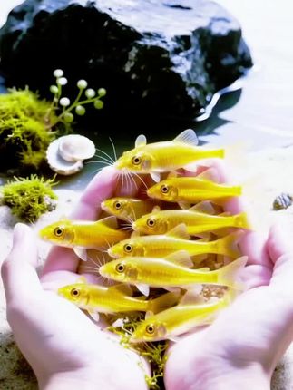 鱼缸“青苔收割机”金苔鼠鱼来啦!贴着缸壁、砂石啃食杂藻,自带“清洁Buff”,让鱼缸少积垢、更清爽。身形小巧不扰鱼,混养省心,新手也能轻松养~#金苔鼠鱼#养鱼日记 #观赏鱼 #水族 #神奇动物在抖音