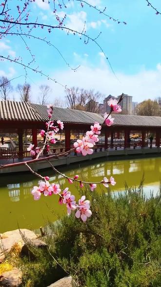 快到西宁人民公园来赏花吧#抖音玩法合伙人计划 #抖出你的家乡美景