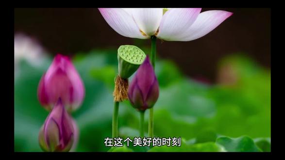 “葳蕤菡萏”的意思是荷花即将开放、长势十分茂盛。其中,“葳蕤”形容草木茂盛、枝叶下垂的样子,或者形容植物生长茂盛的样子;“菡萏”是指尚未开放的荷花,也称水芙蓉、芙蕖。