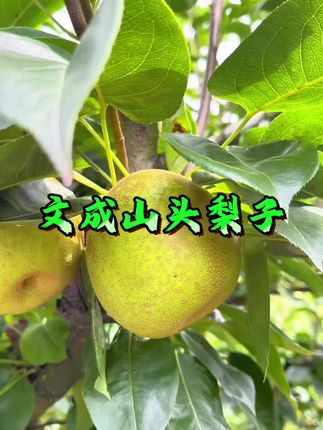 文成山头梨子#新鲜采摘 #应季水果