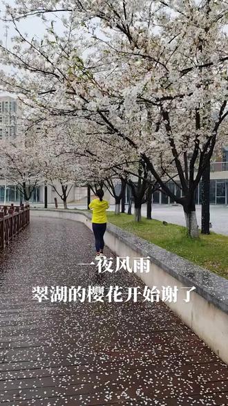 风雨过后翠湖公园的樱花#在春风里看一场樱花飘雪