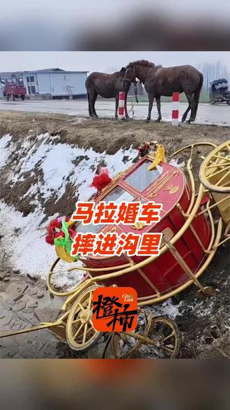 河南一对新人用马拉婚车结果摔沟里了,坐马车去婆家是当地习俗
