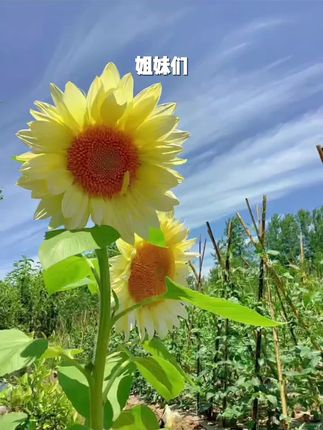 手机挂绳斜挎可背女款手机链带固定片防摔加长斜跨挂脖绳子防丢绳