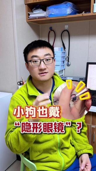 小狗戴 “隐形眼镜”,这狗近视了? #角膜溃疡 #宠物隐形眼镜 #冷知识 #新手养宠 #狗狗隐形眼镜