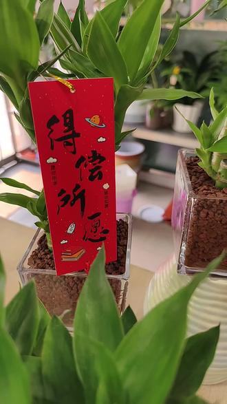 文昌竹的寓意:
✨ 功名利禄与学业有成
这是文昌最“本职工作”的寓意。它代表着金榜题名、仕途顺畅。所以古往今来,家里有考生或者在考公、考编的人,都特别喜欢拜文昌,图的就是一个“逢考必过”、步步高升的好兆头!