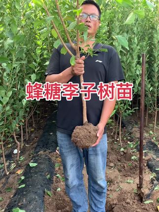 蜂糖李子树苗清地处理喜欢直播间选购