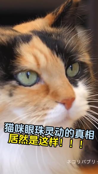 猫咪眼珠灵动的真相,居然是这样!!! 最近跟着国外教程学做玻璃眼珠,才发现颜色真是最磨人的一步!光看教程觉得简单,上手调色时才发现——差一点,神态就完全不同。亲测有效的方法是:别怕麻烦,同个色系多做几个,摆在一起对比,哪个最灵动一目了然!还有几个小工具真心推荐:紫外线照射灯固化UV胶又快又牢,放大镜能帮你看清瞳孔纹理和色彩层次。这些小帮手搭配使用,效率提升不止一点,细节也能把控得更到位~多试几次,手感自然就来,你一定会越做越上头的!
#猫毛羊毛毡#手工教程#羊毛毡 #羊毛毡眼睛 #跟我一起