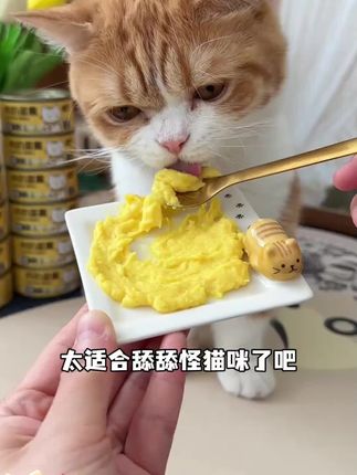 #猫咪湿粮 #猫咪湿粮推荐 #猫咪湿粮营养