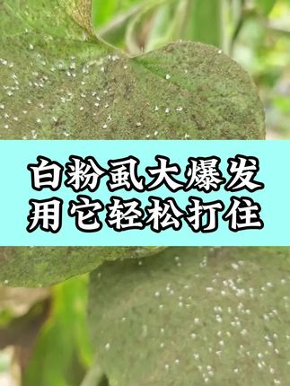 白粉虱大爆发,用它轻松打住。#白粉虱 #白粉虱大爆发 #白粉虱的防治方法 #白粉虱专用杀虫剂 #三农知识分享